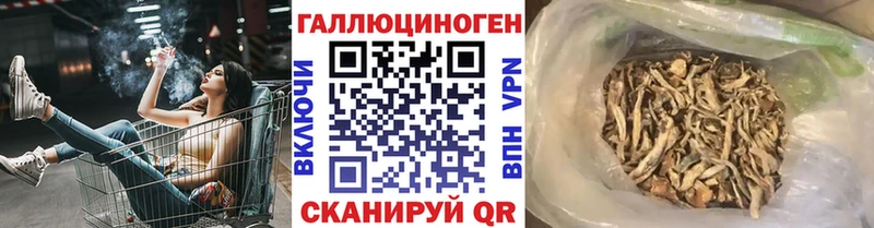 где продают   Светлогорск  Псилоцибиновые грибы Cubensis 